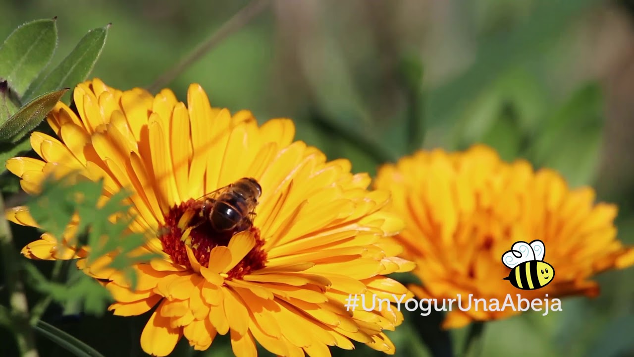 Protegiendo a las abejas